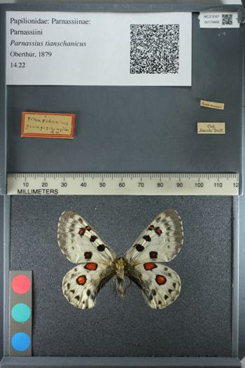 Media type: image;   Entomology 174868